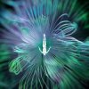 CamelPhat feat. Monolink & Innellea - Shelter