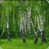 Дмитрий Романов & Инна Улановская - Родные края