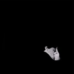 Cover Bob Moses - Like It Or Not