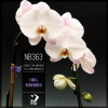 Cover Across the Universe ft. Anna Miracles - I Will Remember (Original mix) Across the Universe ft. Anna Miracles - I Will Remember (Original mix)