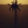 Neytan - Welcome to my mind