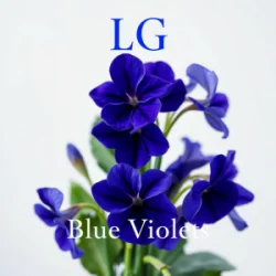 Cover Lali Gordzamashvili - ლურჯი იები-Blue Violets