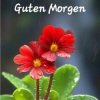 Cover unknown - Guten Morgen guten tag unknown - Guten Morgen guten tag