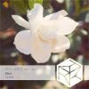 Cover DJ Classbuse & SINKin - Zhizi (Intro Mix) DJ Classbuse & SINKin - Zhizi (Intro Mix)