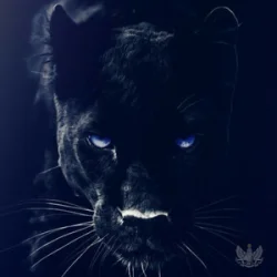 Cover Adam Jamar - Black Panther