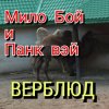 Cover Мило Бой - " верблюд " Мило Бой - " верблюд "