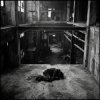 SerDi - Concrete Lungs