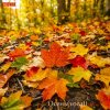 Cover Etonik - Осень(vocal version) Etonik - Осень(vocal version)