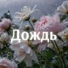 Cover Kovale - Дождь Kovale - Дождь